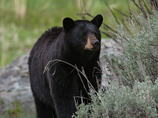 Black Bear Sow - Copyright © 2015 Dave Watkins