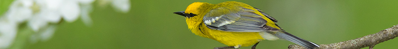 Blue-Winged Warbler - Cuyahoga Valley National Park